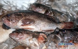 수산물이야기- 조피볼락