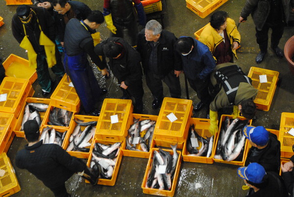 노량진수산시장서 선어 경매를 하고 있는 모습.