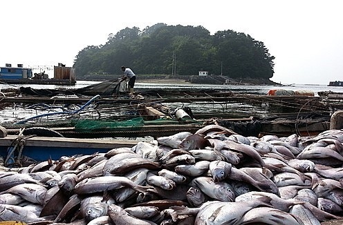 자연재해로 인해  양식 중인  많은 물고기들이  죽어가고 있다. 사진은  고수온으로 죽은 양식 고기들.